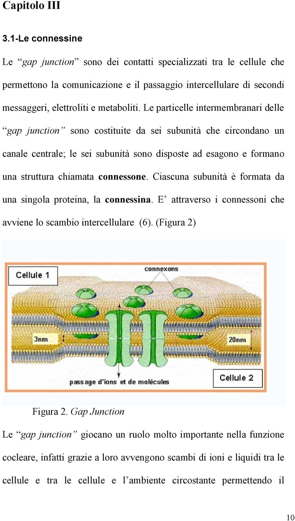 Le particelle intermembranari delle gap junction sono costituite da sei subunità che circondano un canale centrale; le sei subunità sono disposte ad esagono e formano una struttura chiamata