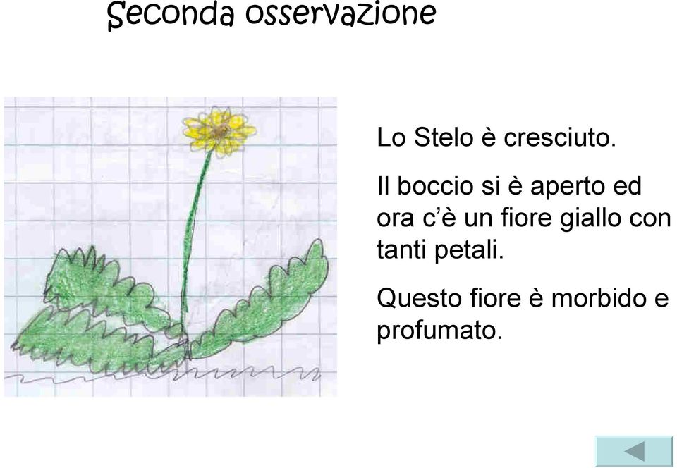 Il boccio si è aperto ed ora c è un