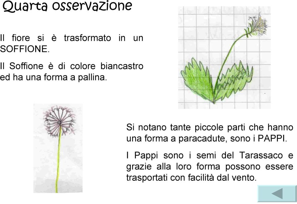 Si notano tante piccole parti che hanno una forma a paracadute, sono i PAPPI.