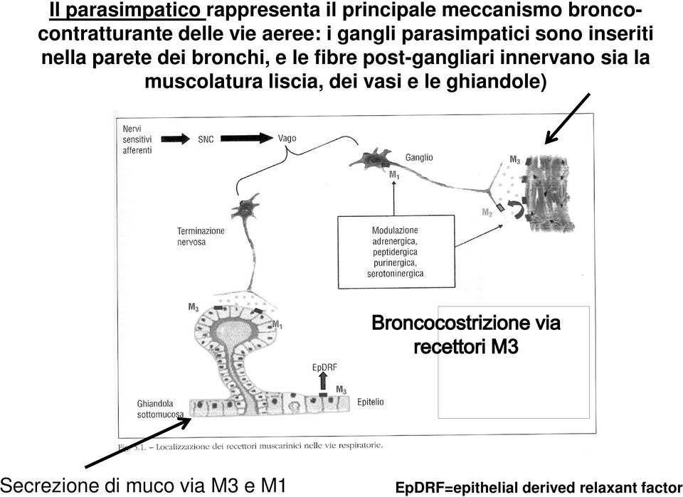 bronchi, e le fibre post-gangliari innervano sia la muscolatura liscia, dei