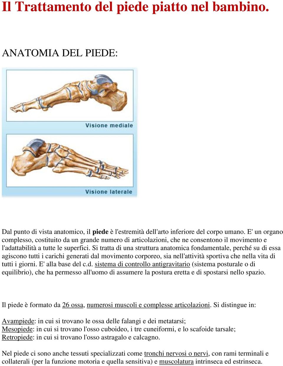 Si tratta di una struttura anatomica fondamentale, perché su di essa agiscono tutti i carichi generati dal movimento corporeo, sia nell'attività sportiva che nella vita di tutti i giorni.