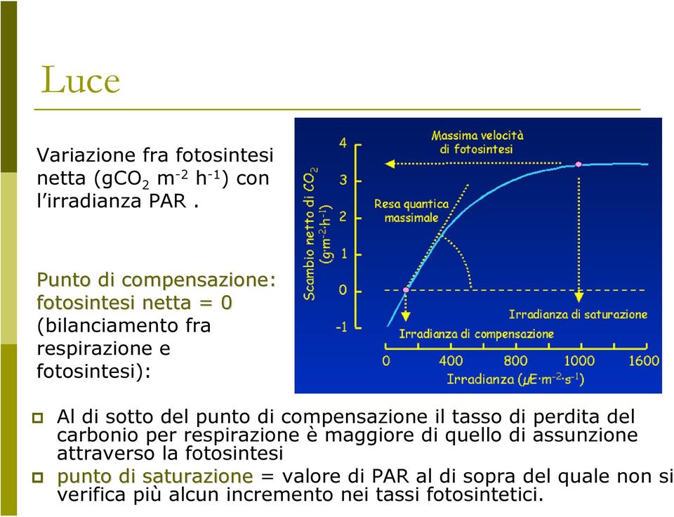 punto di compensazione il tasso di perdita del carbonio per respirazione è maggiore di quello di assunzione