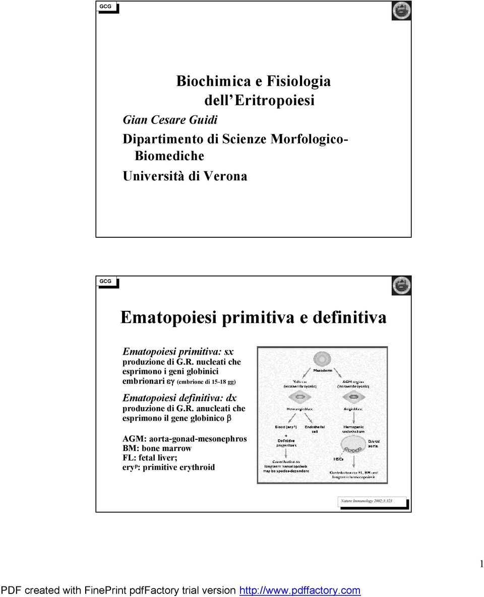 nucleati che esprimono i geni globinici embrionari (embrione di 15-18 gg) Ematopoiesi definitiva: dx produzione di G.R.