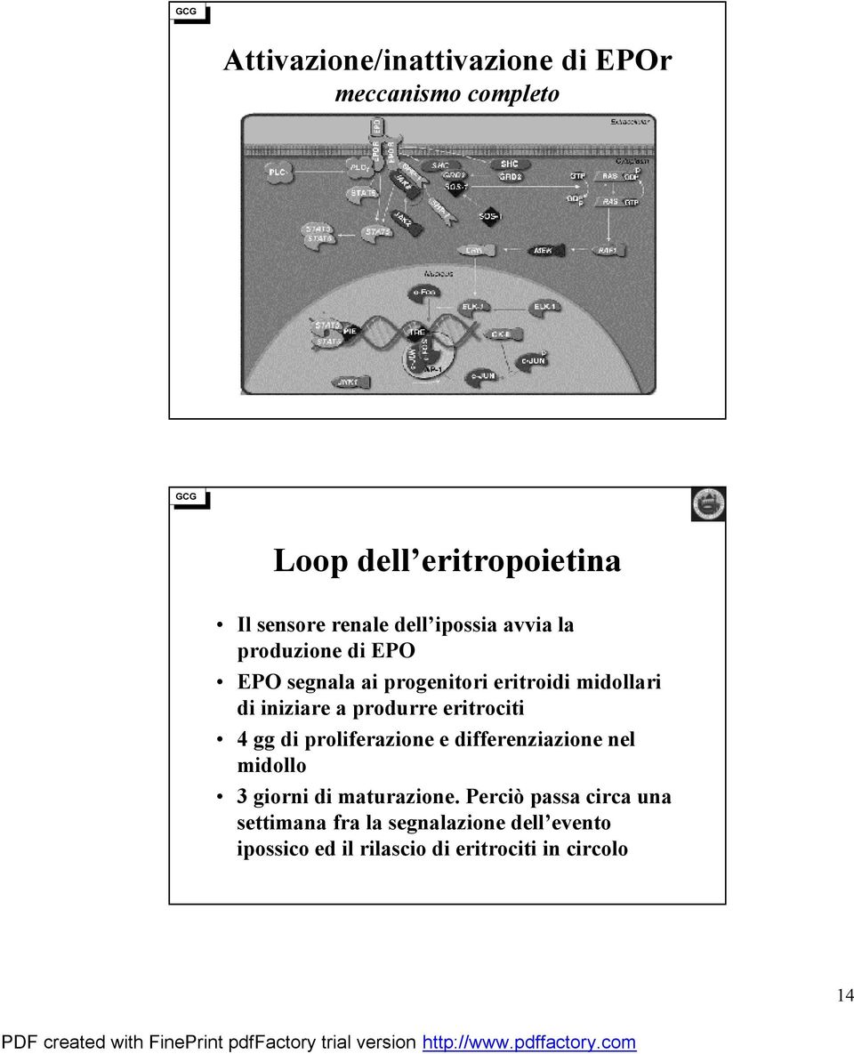 produrre eritrociti 4 gg di proliferazione e differenziazione nel midollo 3 giorni di maturazione.