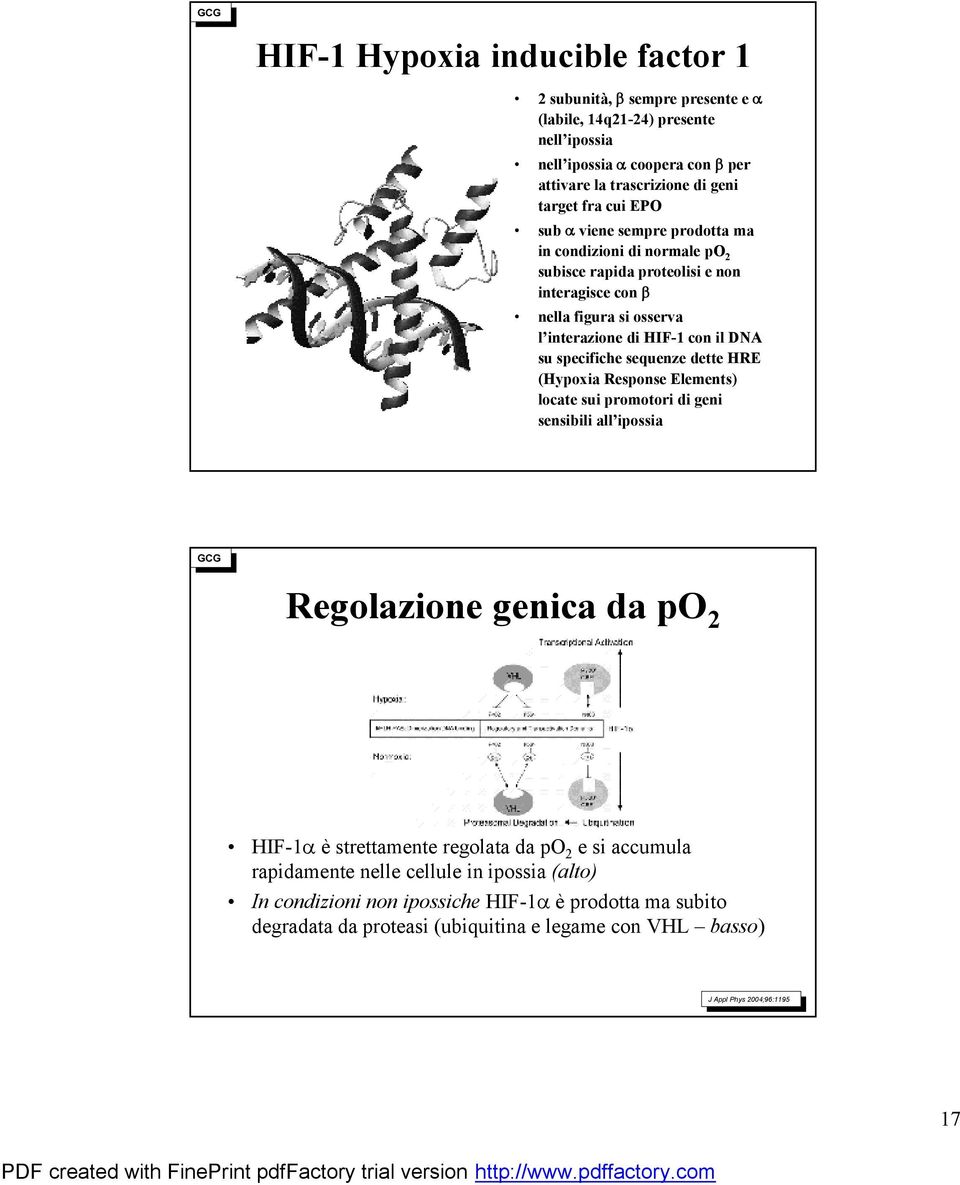 specifiche sequenze dette HRE (Hypoxia Response Elements) locate sui promotori di geni sensibili all ipossia Regolazione genica da po 2 HIF-1 è strettamente regolata da po 2 e si