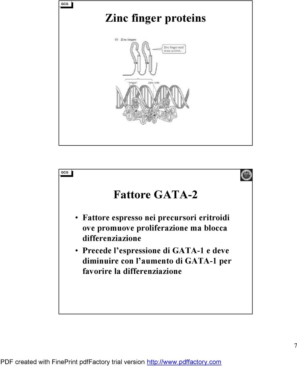 differenziazione Precede l espressione di GATA-1 e deve