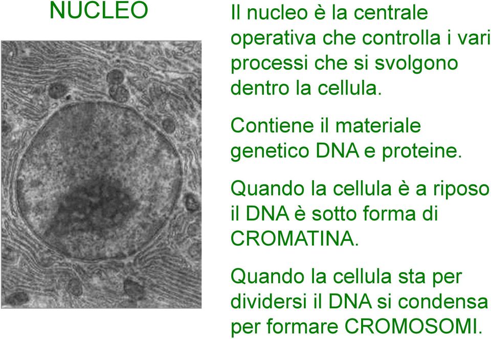 Contiene il materiale genetico DNA e proteine.