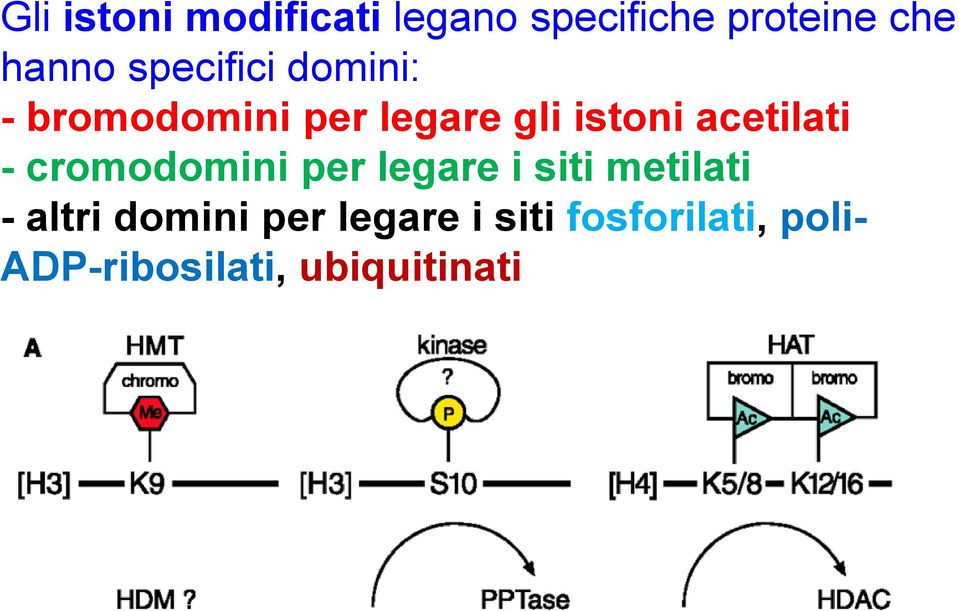 acetilati - cromodomini per legare i siti metilati - altri