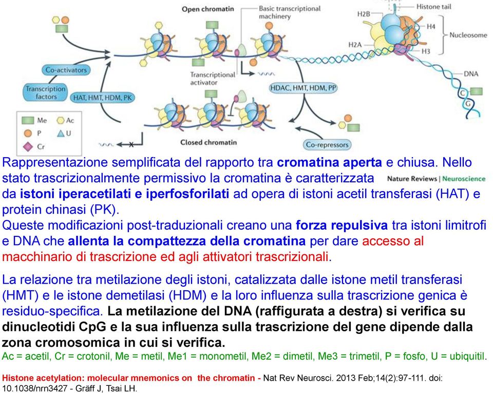 Nello stato trascrizionalmente permissivo la cromatina è caratterizzata da istoni iperacetilati e iperfosforilati ad opera di istoni acetil transferasi (HAT) e protein chinasi (PK).