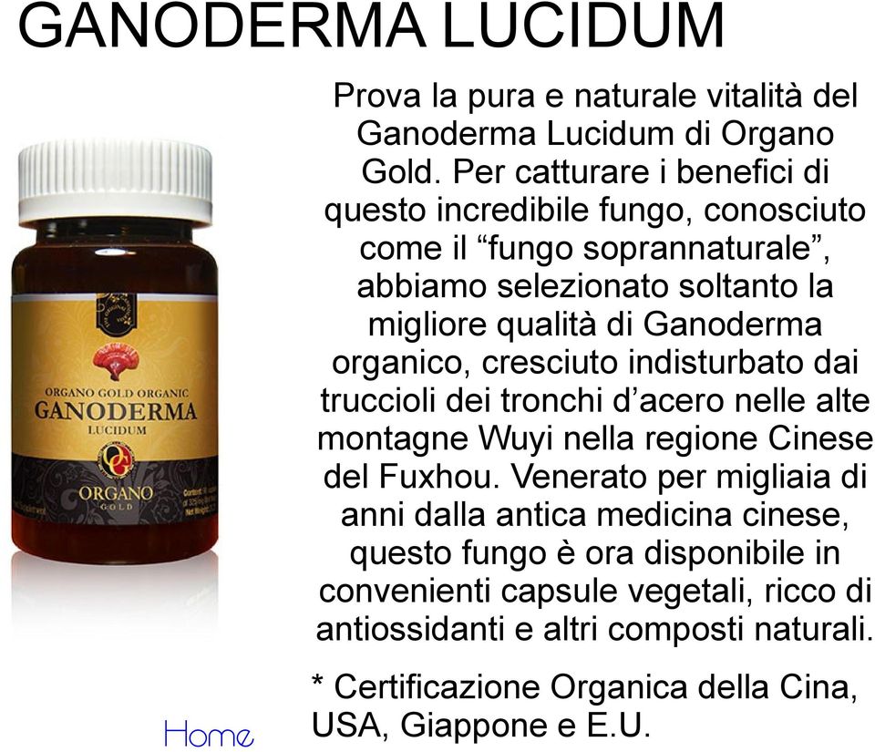 Ganoderma organico, cresciuto indisturbato dai truccioli dei tronchi d acero nelle alte montagne Wuyi nella regione Cinese del Fuxhou.