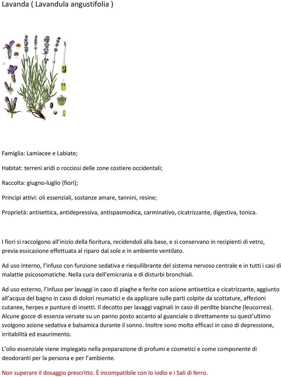 I fiori si raccolgono all inizio della fioritura, recidendoli alla base, e si conservano in recipienti di vetro, previa essicazione effettuata al riparo dal sole e in ambiente ventilato.