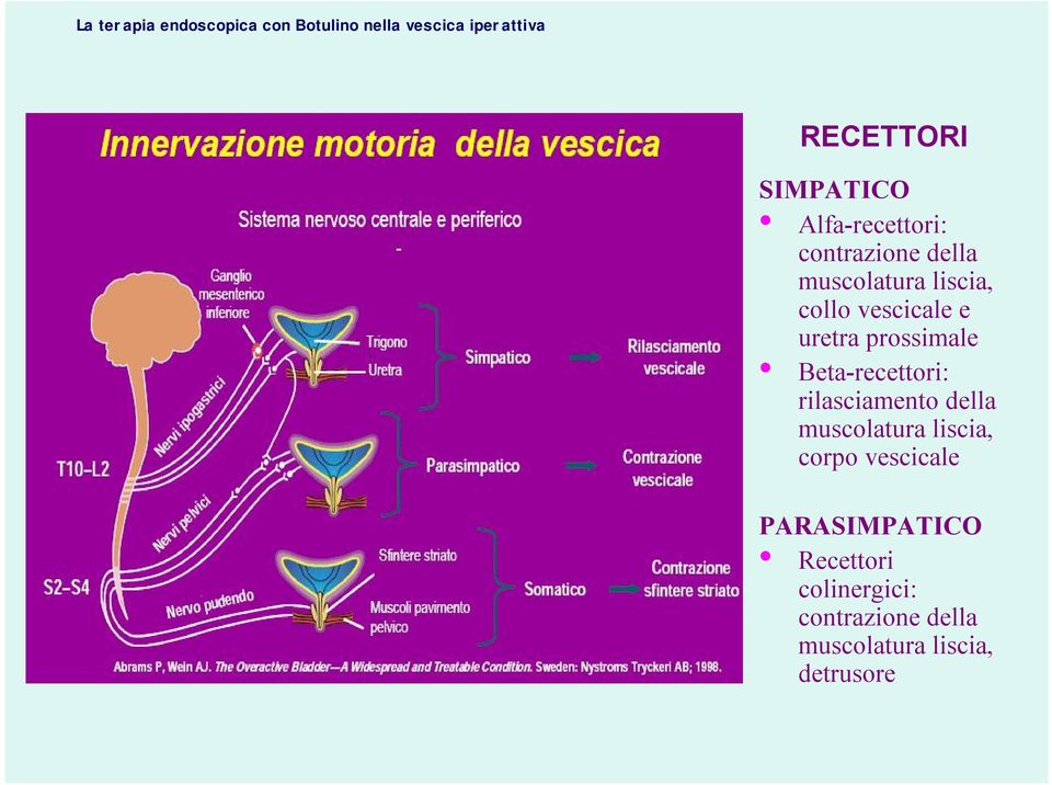 rilasciamento della muscolatura liscia, corpo vescicale