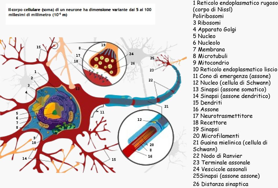 somatico) 14 Sinapsi (assone dendritico) 15 Dendriti 16 Assone 17 Neurotrasmettitore 18 Recettore 19 Sinapsi 20 Microfilamenti 21