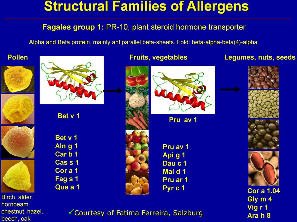 Fold: beta-alpha-beta(4)-alpha Pollen Fruits, vegetables Legumes, nuts, seeds Bet v 1 Pru av 1 Birch, alder, hornbeam,