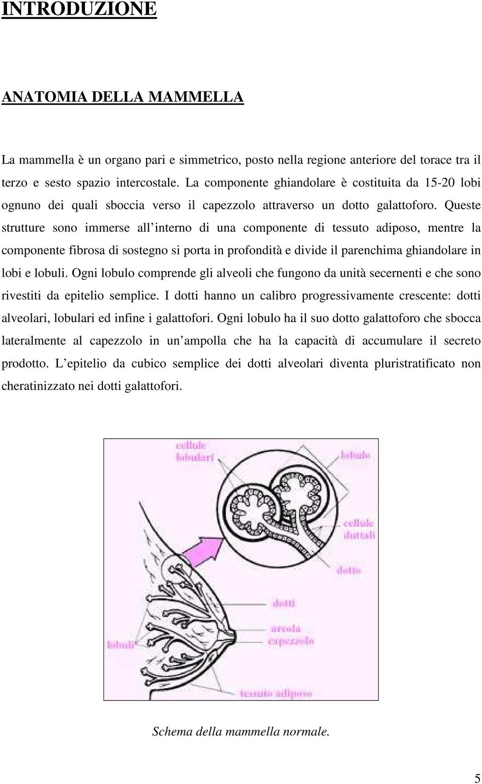 Queste strutture sono immerse all interno di una componente di tessuto adiposo, mentre la componente fibrosa di sostegno si porta in profondità e divide il parenchima ghiandolare in lobi e lobuli.