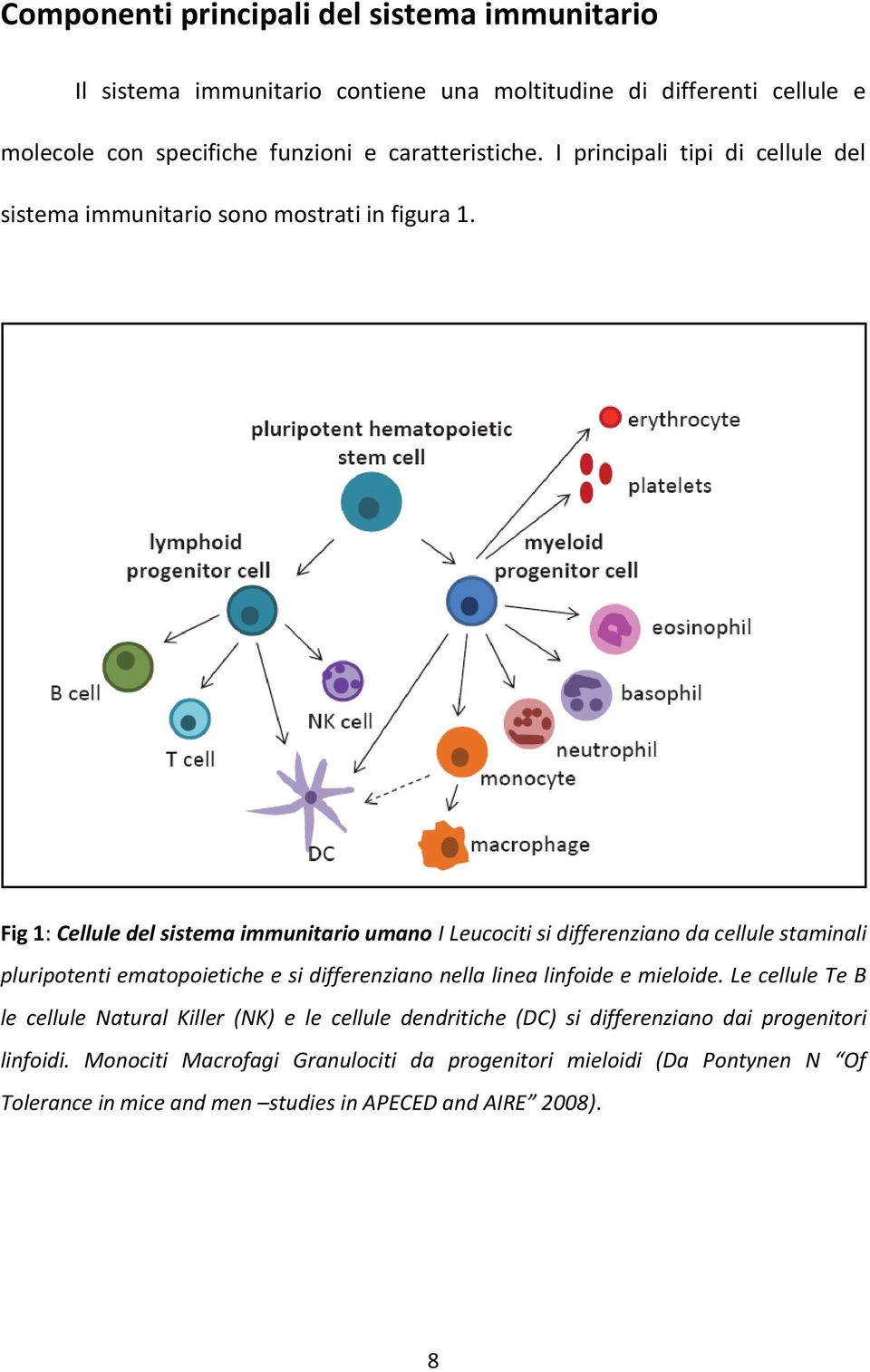 Fig 1: Cellule del sistema immunitario umano I Leucociti si differenziano da cellule staminali pluripotenti ematopoietiche e si differenziano nella linea linfoide e