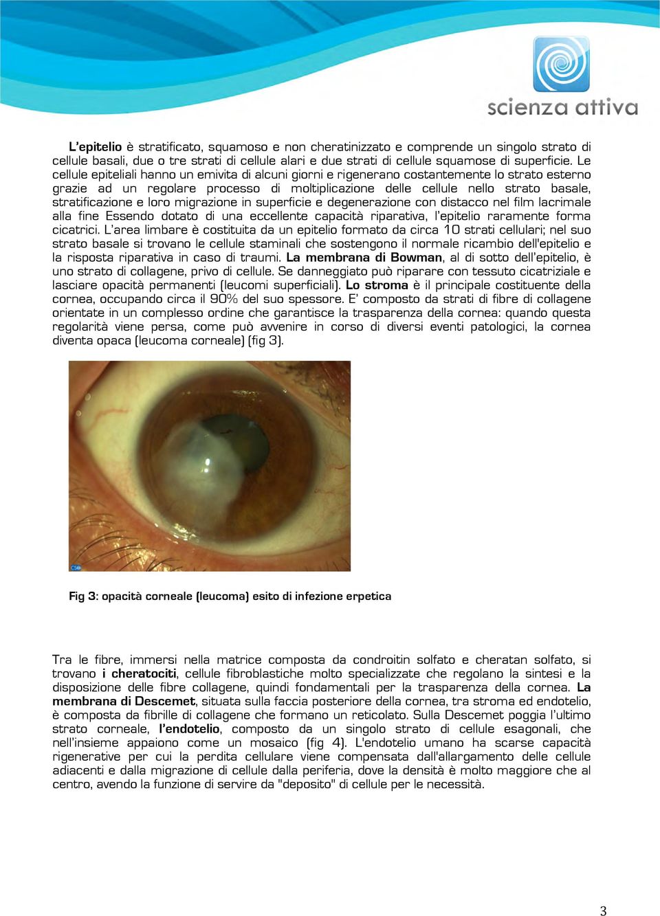 stratificazione e loro migrazione in superficie e degenerazione con distacco nel film lacrimale alla fine Essendo dotato di una eccellente capacità riparativa, l epitelio raramente forma cicatrici.