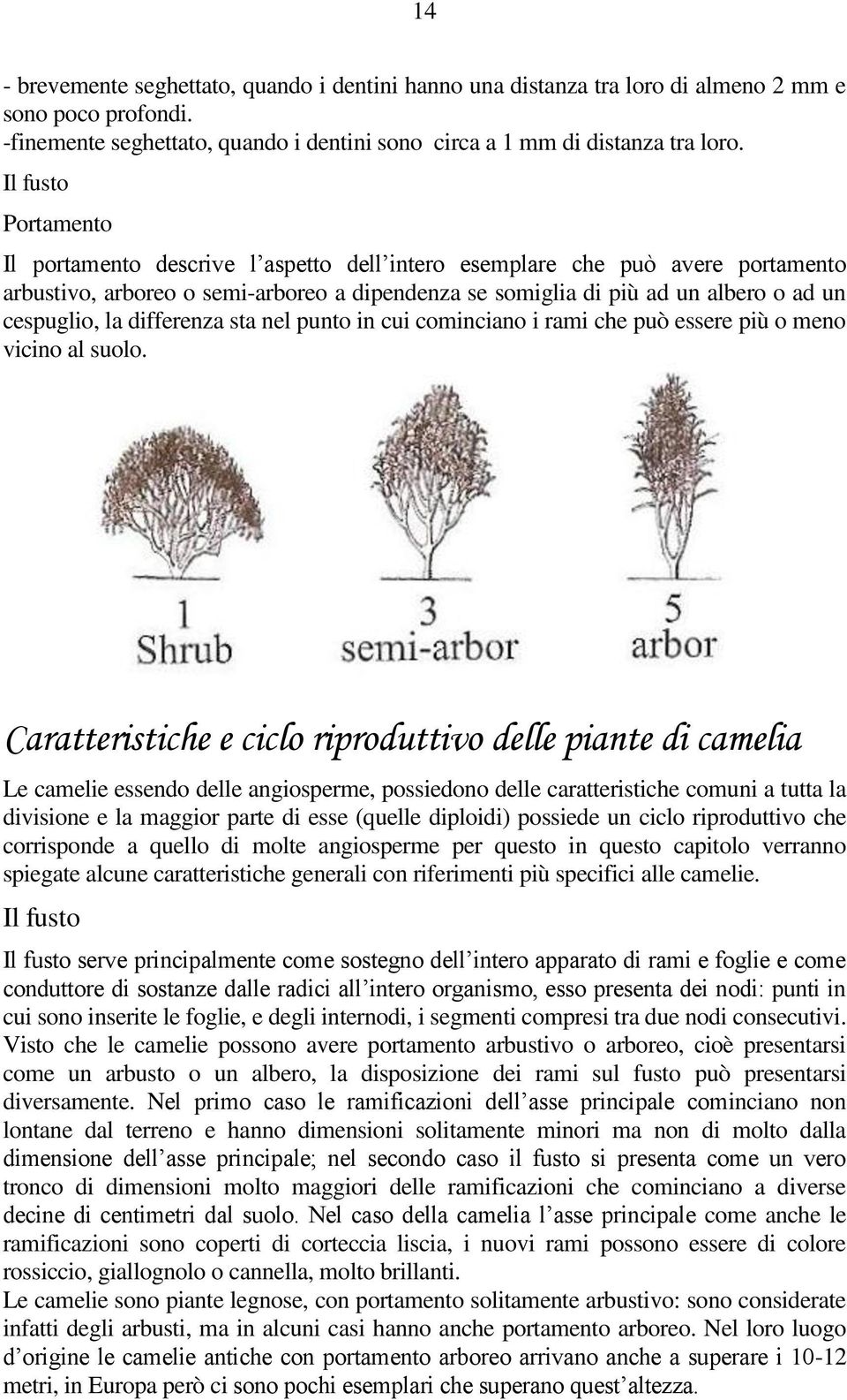 la differenza sta nel punto in cui cominciano i rami che può essere più o meno vicino al suolo.