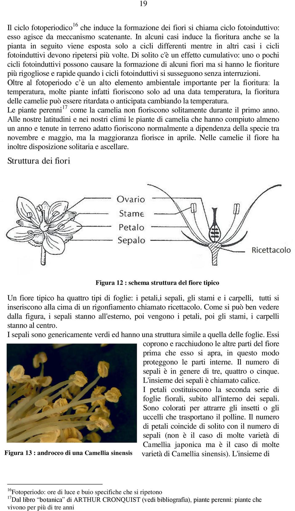 Di solito c'è un effetto cumulativo: uno o pochi cicli fotoinduttivi possono causare la formazione di alcuni fiori ma si hanno le fioriture più rigogliose e rapide quando i cicli fotoinduttivi si