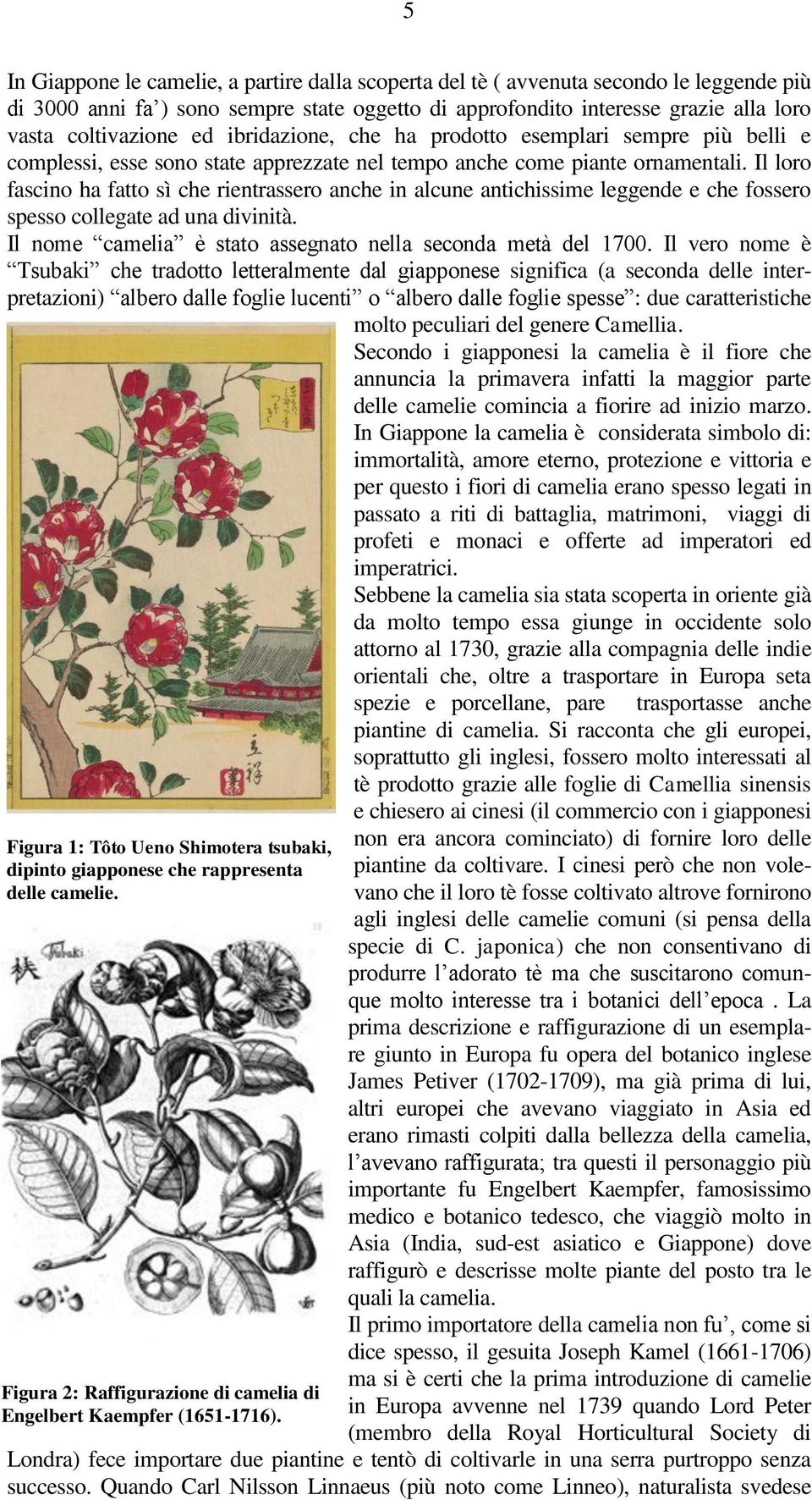 Il loro fascino ha fatto sì che rientrassero anche in alcune antichissime leggende e che fossero spesso collegate ad una divinità. Il nome camelia è stato assegnato nella seconda metà del 1700.