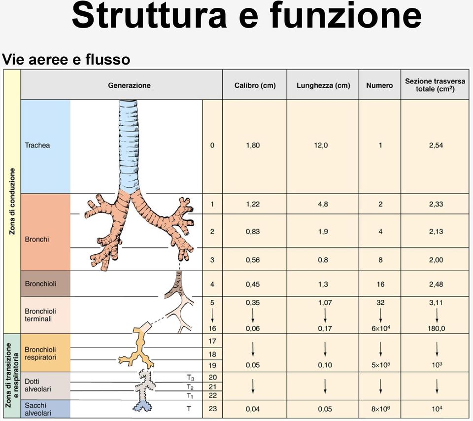 Struttura