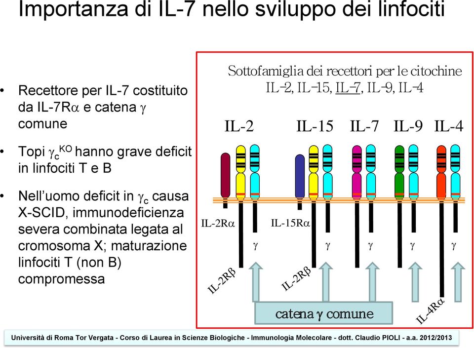 IL-7, IL-9, IL-4 IL-2 IL-15 IL-7 IL-9 IL-4 Nell uomo deficit in g c causa X-SCID, immunodeficienza severa