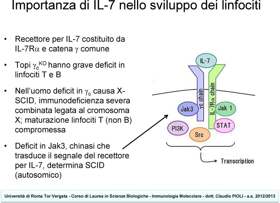 immunodeficienza severa combinata legata al cromosoma X; maturazione linfociti T (non B)