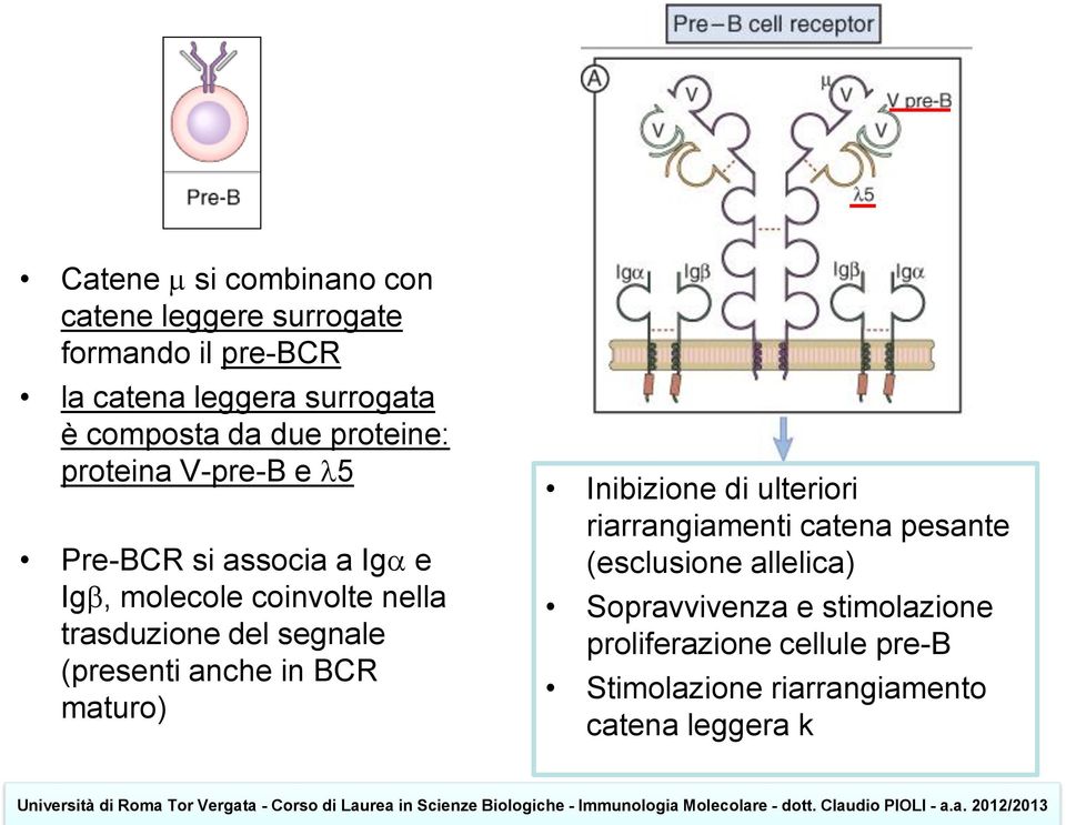 del segnale (presenti anche in BCR maturo) Inibizione di ulteriori riarrangiamenti catena pesante (esclusione