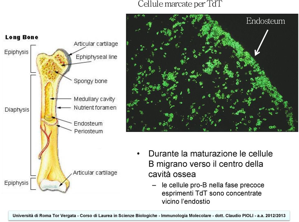 della cavità ossea le cellule pro-b nella fase