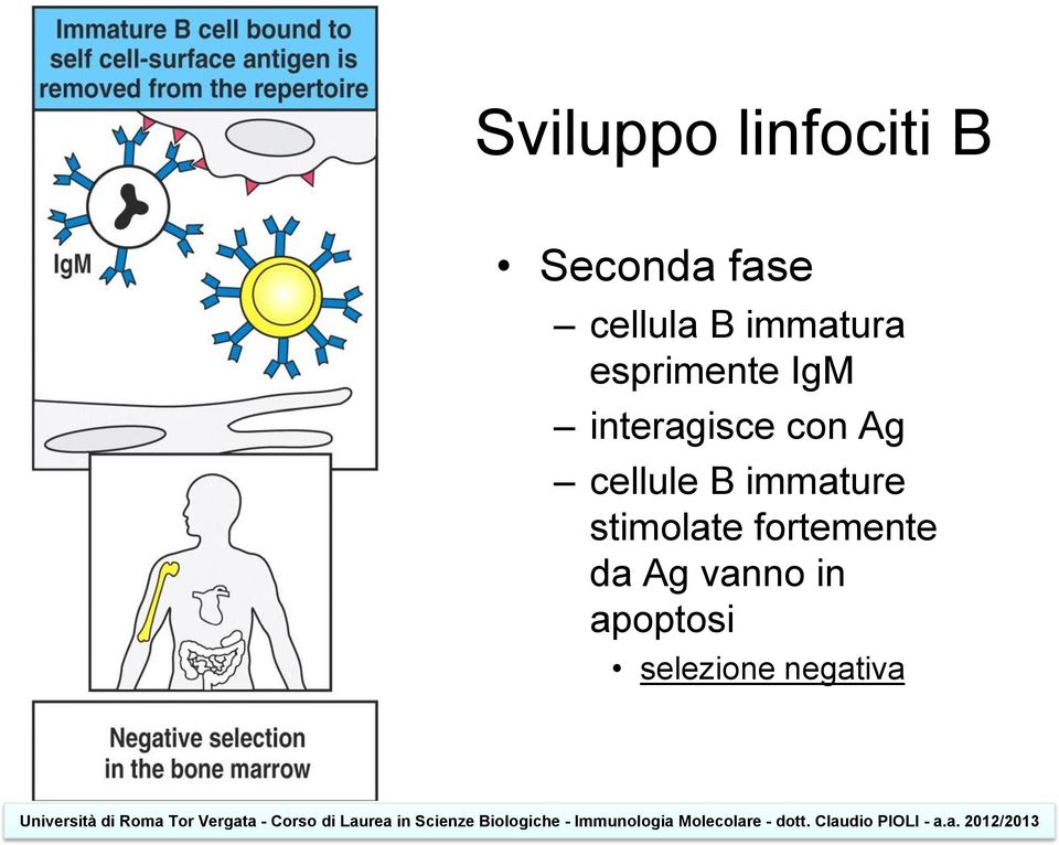 Ag cellule B immature stimolate fortemente