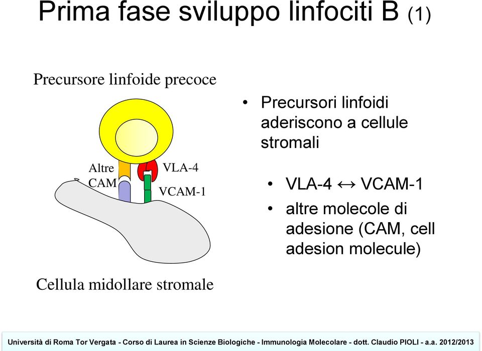 Altre CAM VLA-4 VCAM-1 VLA-4 VCAM-1 altre molecole di