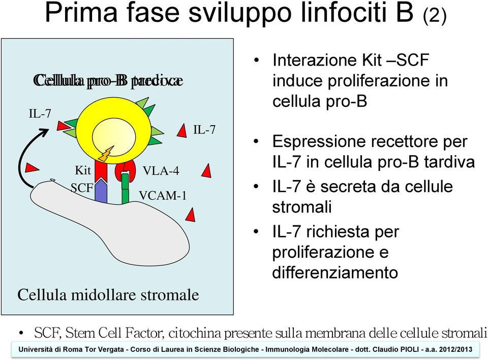 recettore per IL-7 in cellula pro-b tardiva IL-7 è secreta da cellule stromali IL-7 richiesta per