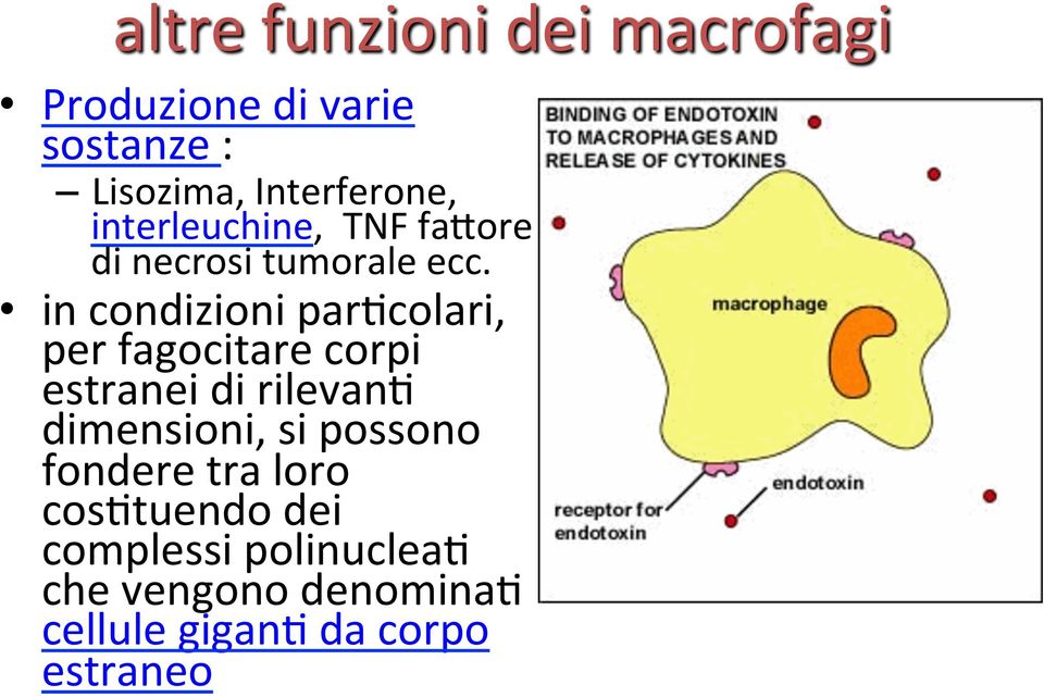 in condizioni par2colari, per fagocitare corpi estranei di rilevan2 dimensioni, si