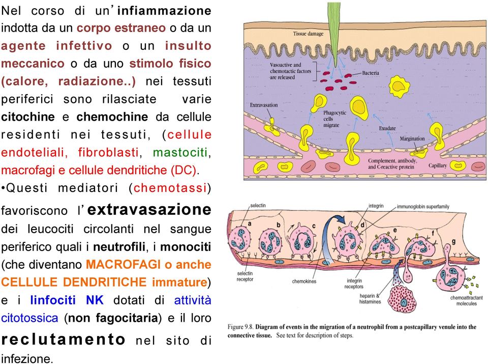 cellule dendritiche (DC).