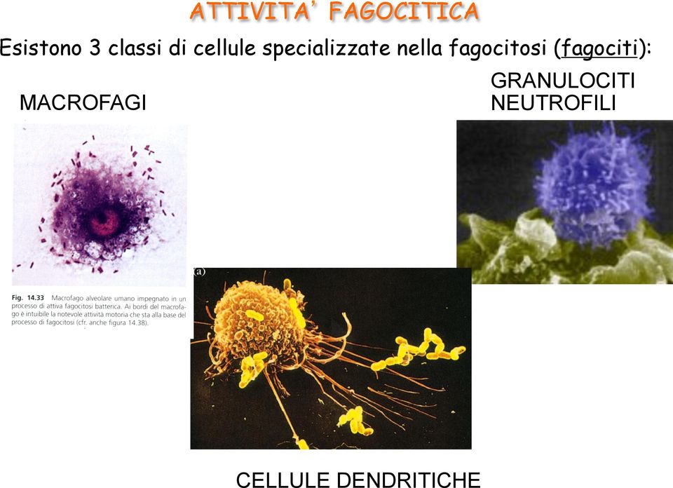 nella fagocitosi (fagociti):