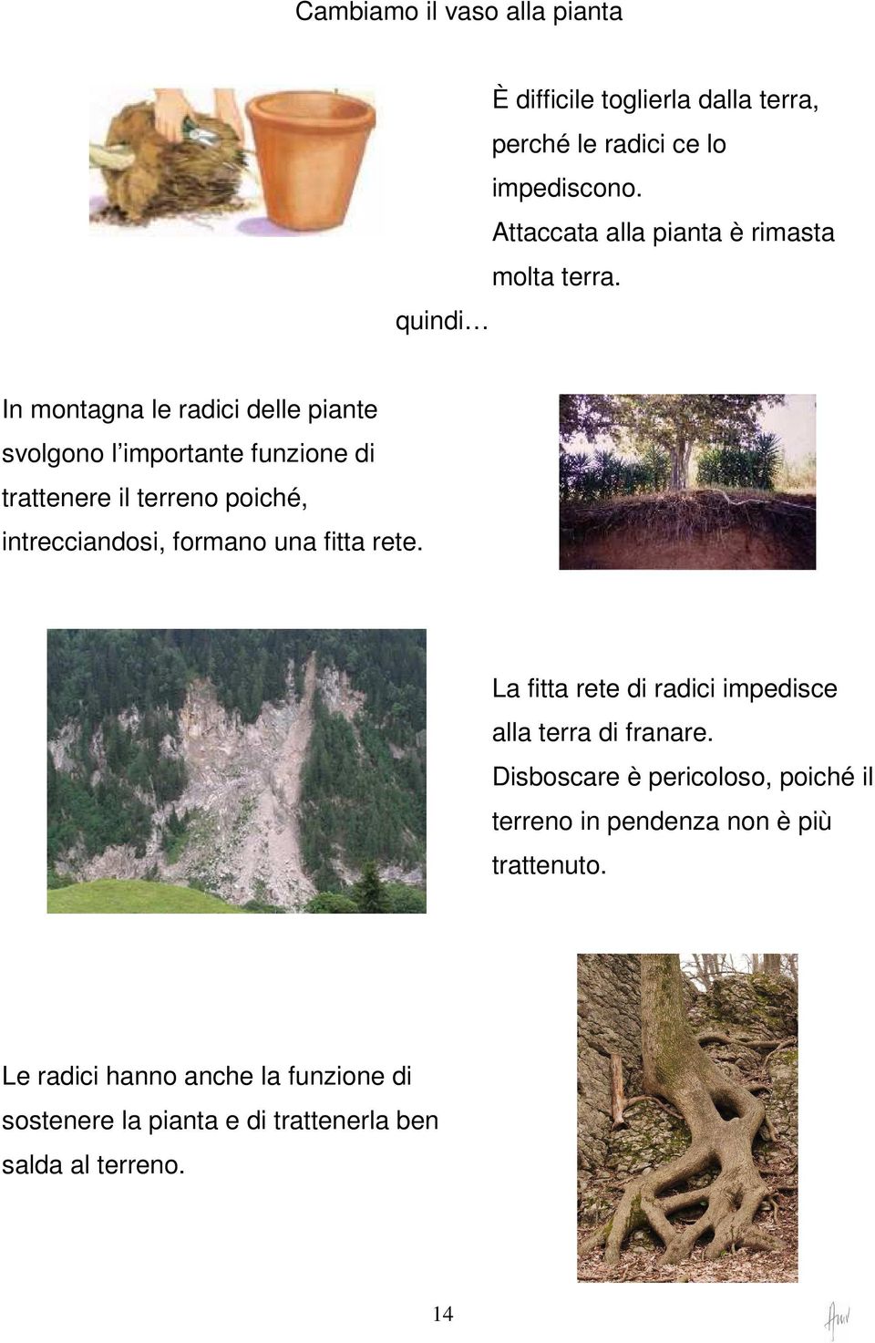 quindi In montagna le radici delle piante svolgono l importante funzione di trattenere il terreno poiché, intrecciandosi, formano