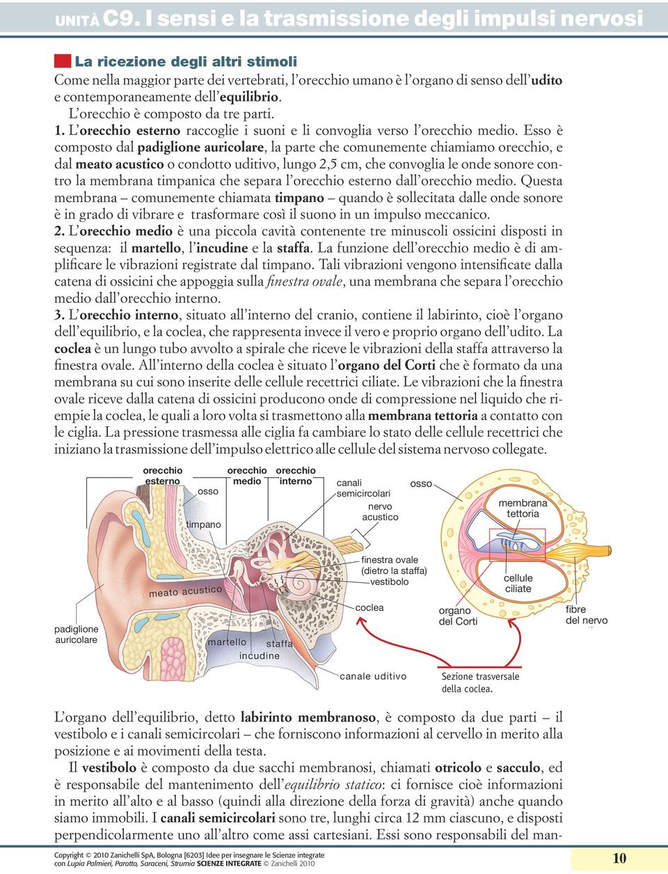 Esso è composto dal padiglione auricolare, la parte che comunemente chiamiamo orecchio, e dal meato acustico o condotto uditivo, lungo 2,5 cm, che convoglia le onde sonore contro la membrana