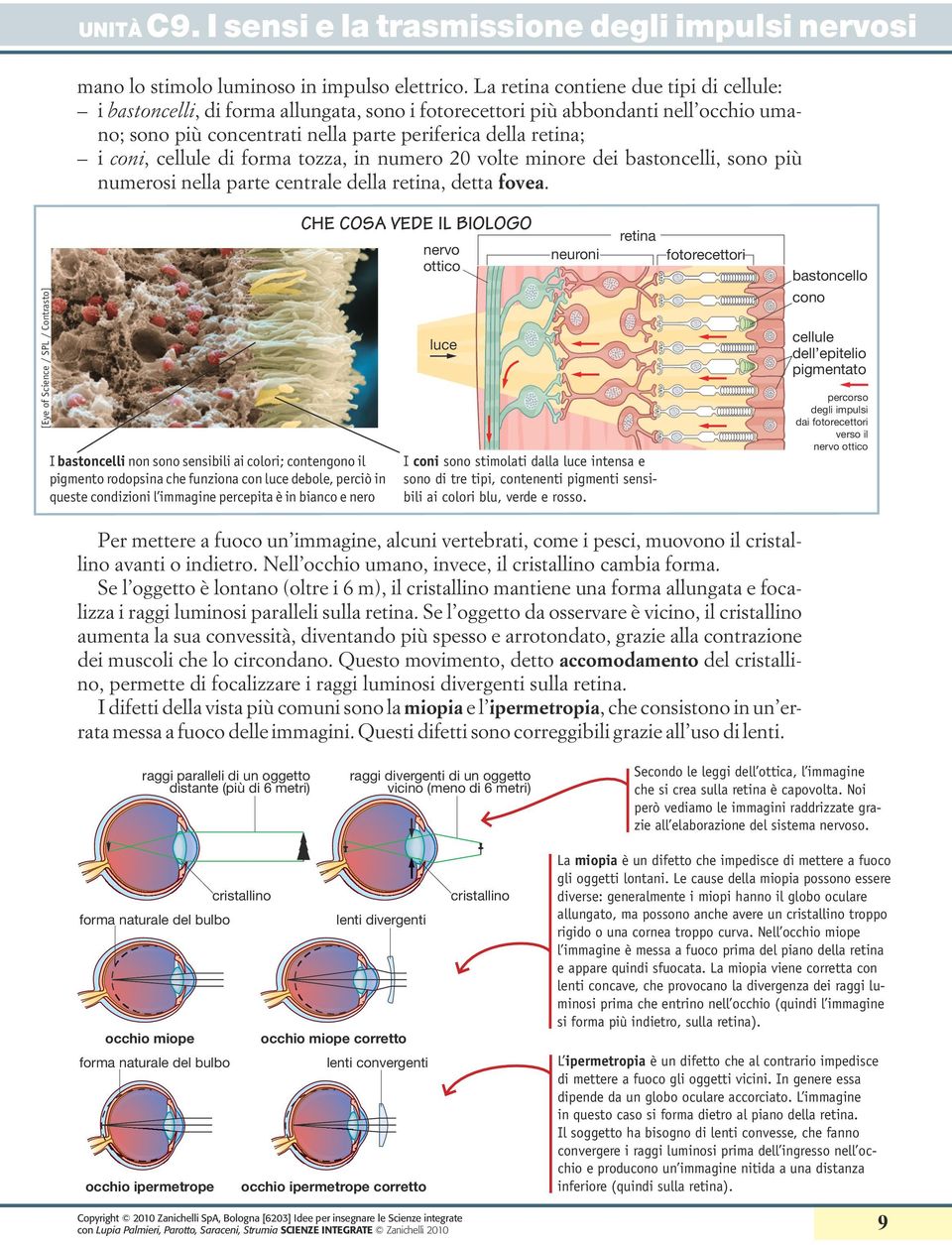 cellule di forma tozza, in numero 20 volte minore dei bastoncelli, sono più numerosi nella parte centrale della retina, detta fovea.