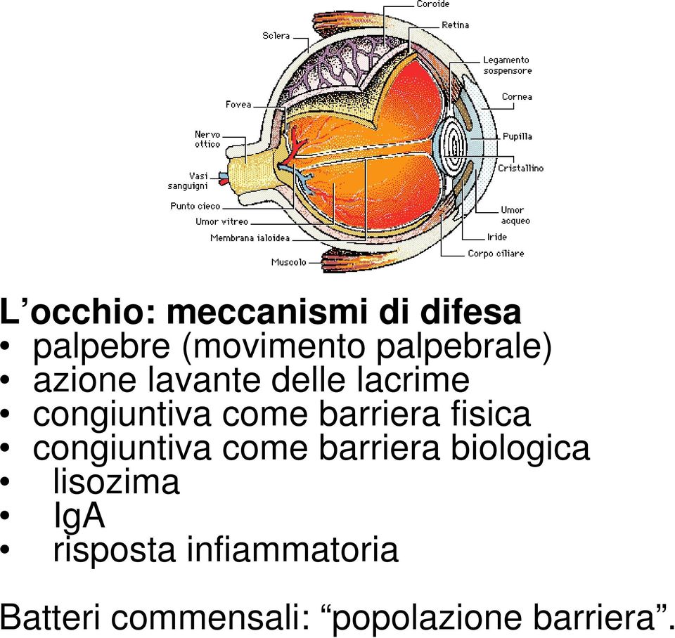 barriera fisica congiuntiva come barriera biologica