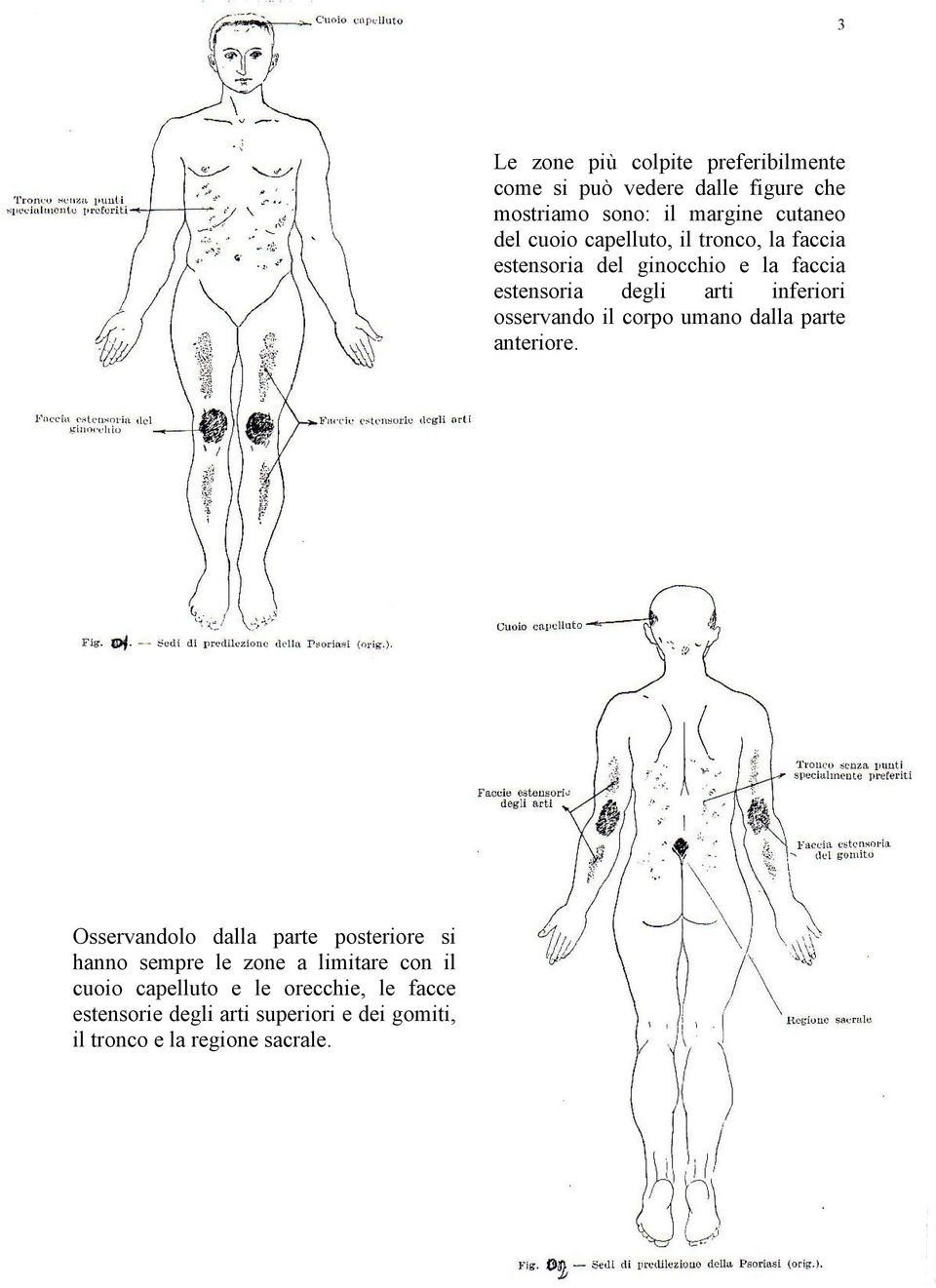 osservando il corpo umano dalla parte anteriore.