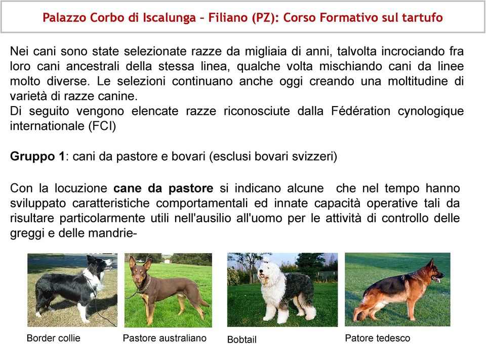 Di seguito vengono elencate razze riconosciute dalla Fédération cynologique internationale (FCI) Gruppo 1: cani da pastore e bovari (esclusi bovari svizzeri) Con la locuzione cane da