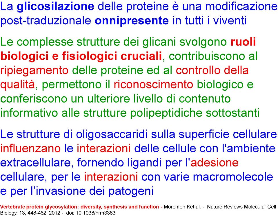 polipeptidiche sottostanti Le strutture di oligosaccaridi sulla superficie cellulare influenzano le interazioni delle cellule con l'ambiente extracellulare, fornendo ligandi per l'adesione cellulare,