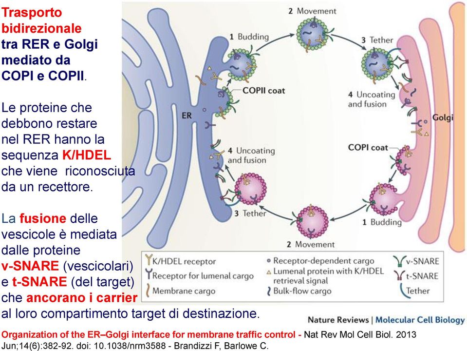 La fusione delle vescicole è mediata dalle proteine v-snare (vescicolari) e t-snare (del target) che ancorano i carrier al