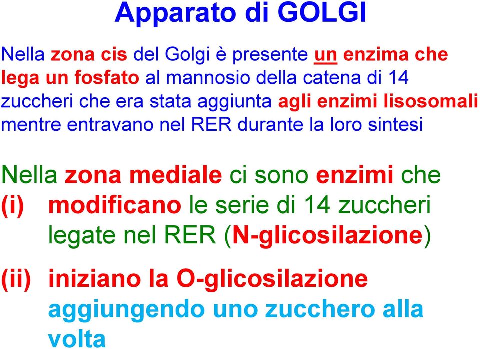 durante la loro sintesi Nella zona mediale ci sono enzimi che (i) modificano le serie di 14