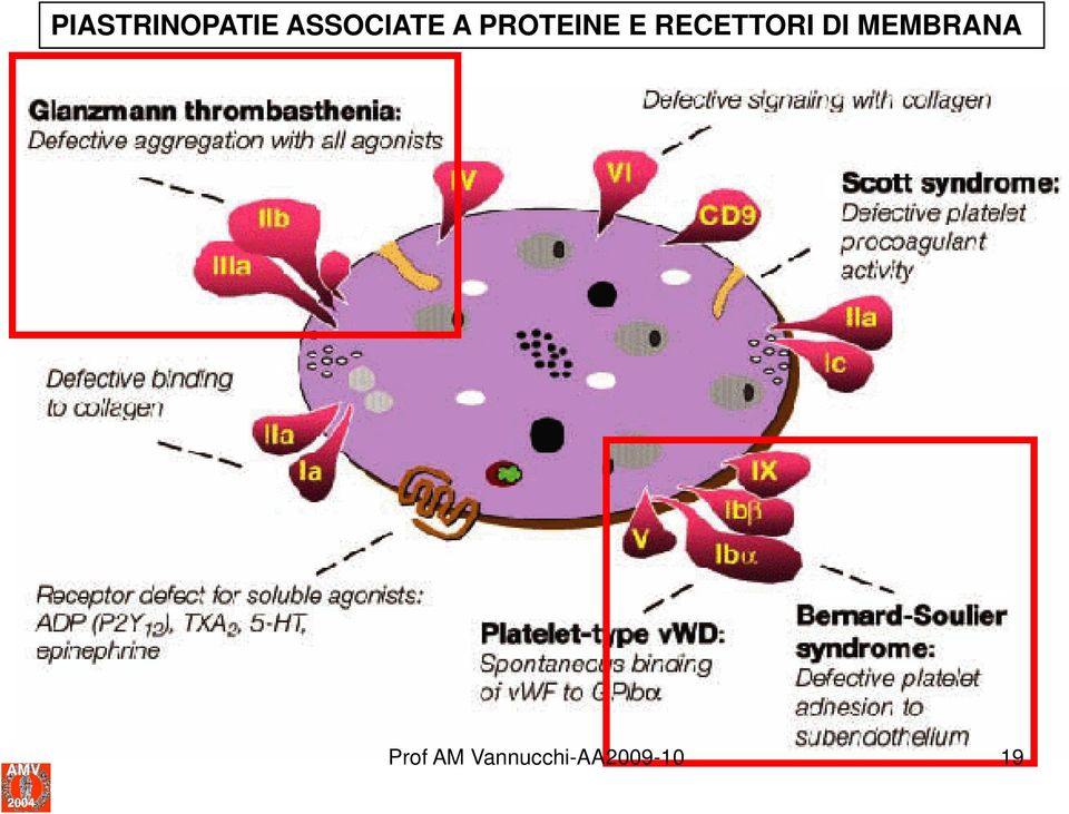 PROTEINE E