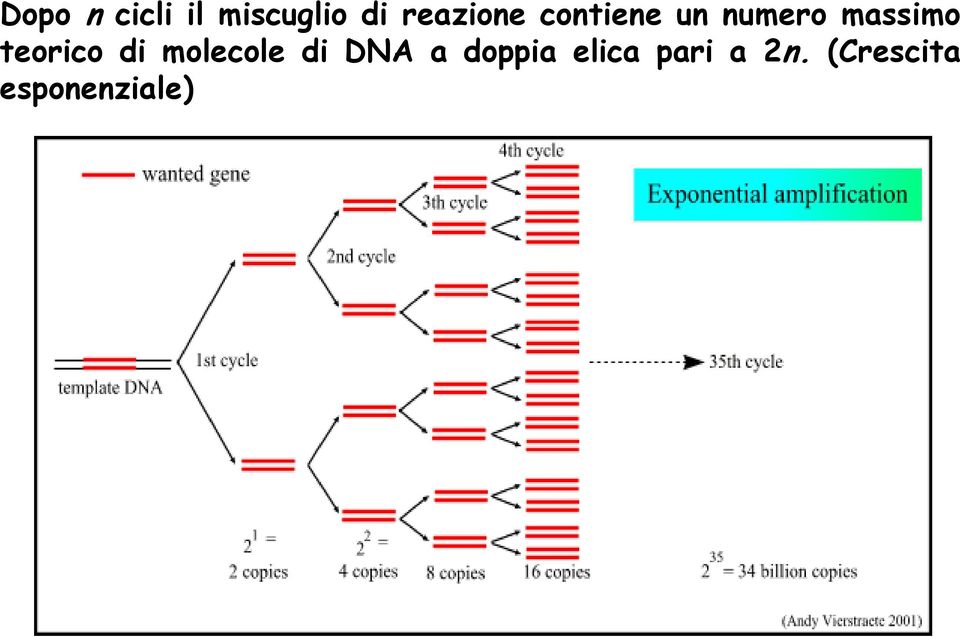 teorico di molecole di DNA a doppia