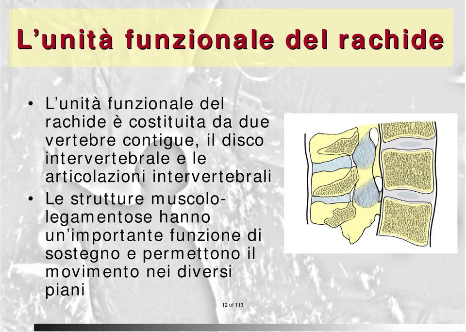 articolazioni intervertebrali Le strutture muscololegamentose hanno un