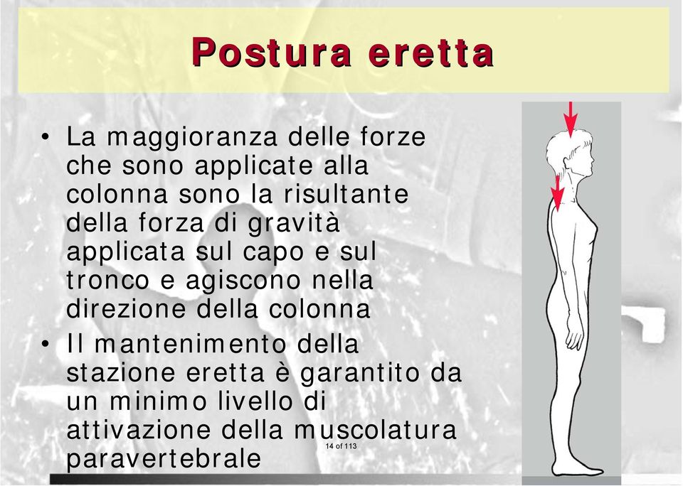 nella direzione della colonna Il mantenimento della stazione eretta è garantito