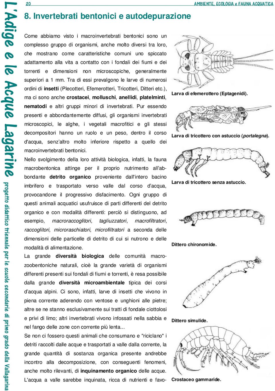 uno spiccato adattamento alla vita a contatto con i fondali dei fiumi e dei torrenti e dimensioni non microscopiche, generalmente superiori a 1 mm.