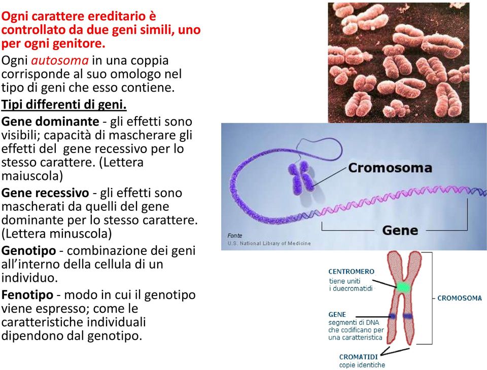 Gene dominante - gli effetti sono visibili; capacità di mascherare gli effetti del gene recessivo per lo stesso carattere.